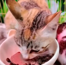 N1801099 Saving one life was not enough… the whole family needed help