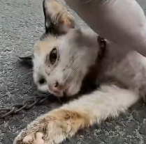 N0201052 cat left starving on side of road was luckily rescued #resc…