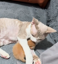 N1801071 found drowning kitten crying out help. After rescuing it