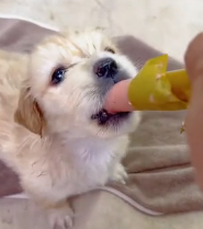 N1801072 The river was stronger than him… but help arrived in time