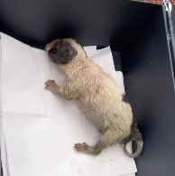 N1801073 Puppy abandoned at birth its placenta still attached, want to