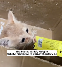 N1801075 little cat, all sticky glue looked at me like was its lif