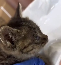 N1801076 little kitten waiting its end, but found it before Death did