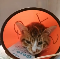 N1801077 Thrown away like trash… this kitten was still clinging to life