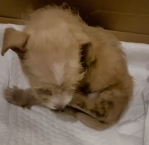 N1801078 found little puppy shivering in snow, worried it might die fr