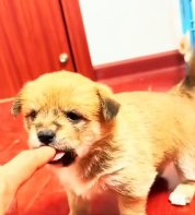 N1801079 When found dog mom her newborn puppies in corner during the