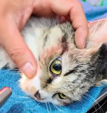 N1801100 All she wanted was safety… and a chance to live