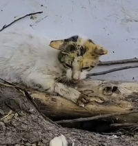 N1801102 She hid from the world… until someone noticed her pain