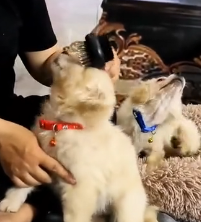 N1801103 Two tiny puppies, clinging to each other for comfort