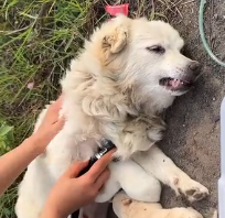 N1801104 Lost on the road, this family dog had no idea where to go