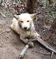 N1801105 dog was caught in an iron trap had hard time getting out