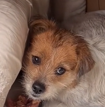 N1801106 He doesn’t need much… just a place where love is real