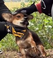 N1801107 Every step hurt… yet he never stopped trying to survive