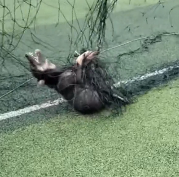 N1801108 If he could speak, he would only ask for one thing please don’t abandon me