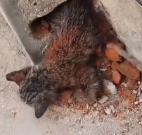 N1801109 Crying from inside the vent, this kitten was slowly running out of time