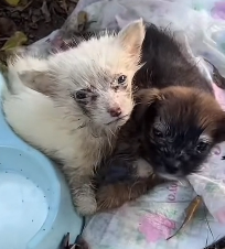 N1801110 A tiny life carrying a sadness far too heavy to bear