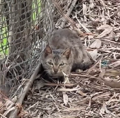 N0201054 Cat chained left to starve behind house was luckily rescued #resc…