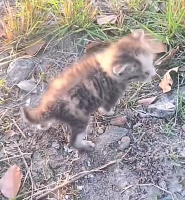 N1801113 Those eyes have seen too much pain for such a small soul