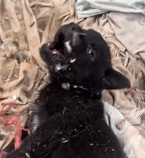 N1801114 He’s so gentle… why does life have to be this cruel to him