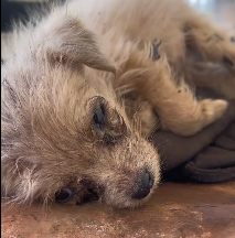 N1801115 This dog didn’t ask for much… life still broke his heart