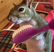 N1801116 Larvae Covered Squirrel Body Until She Save