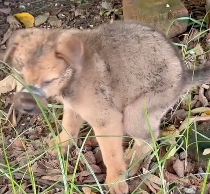 N1801117 Recuse poor dog had his mouth tied duct tape