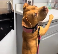 N2201002 Trapped With No Escape — One Wrong Move Could Cost Its Life