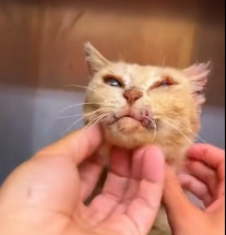 N2201003 Everyone Thought It Was Over But This Injured Animal Did the Unthinkable