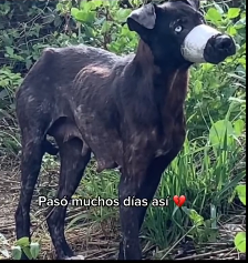 N0201055 Vale la pena su evolución, pero cómo pudieron hacerle algo así #pe…