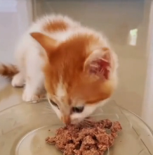 N2201004 Predator Closing In on an Injured Animal. Watch till the end