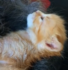 N2201005 This wounded animal was one step away from death. Then something changed