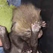 N2201006 Injured and trapped, what happens in the Next Seconds is shocking