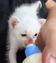 N2201008 This Injured Animal Made One Last Decision That Changed Everything