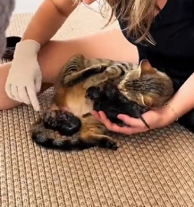 N2201009 This Injured Animal’s Situation Will Make You Stop Scrolling