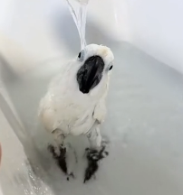 N2201010 No One Expected to See This Animal Like This