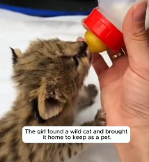 N2201011 This Wounded Animal’s Struggle Will Break Your Heart