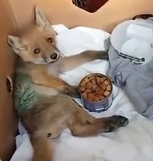 N2201012 When Injury Turns the Wild Into an Enemy