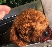 N0201057 found dog abandoned in trash can,I rescued him, then… #d…