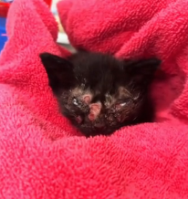 N2201013 This Animal’s Injury Made Survival Almost Impossible