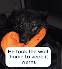 N2201014 The Wild Sensed Weakness — This Animal Was in Trouble