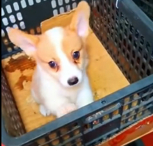 N2201016 This Animal Was Hurt When Escape Was No Longer Possible