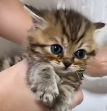 N2201017 This Animal’s Pain Gave Danger the Advantage