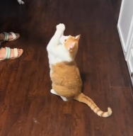 N2201018 A Wounded Animal Pushed Beyond Its Limits