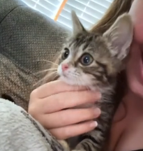 N2201020 One Wrong Step Made This Animal a Target