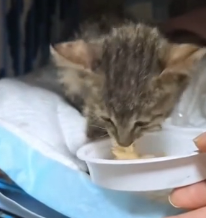 N2201022 An Injured Animal With No Safe Place Left to Hide