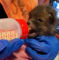 N2201023 A Wounded Animal Forced to Face Danger Head-On