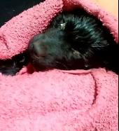 N0201058 Por favor, no abandonen #perro #perros #perrostiktokers #perrosgra…