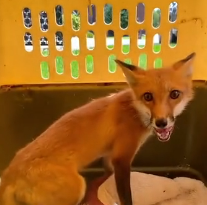 N2201024 This Injured Animal Had No Strength Left to Escape