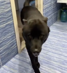 N2201025 An Injury Left This Animal Exposed to Deadly Danger