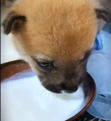 N2201027 No One Thought This Injured Animal Would Survive